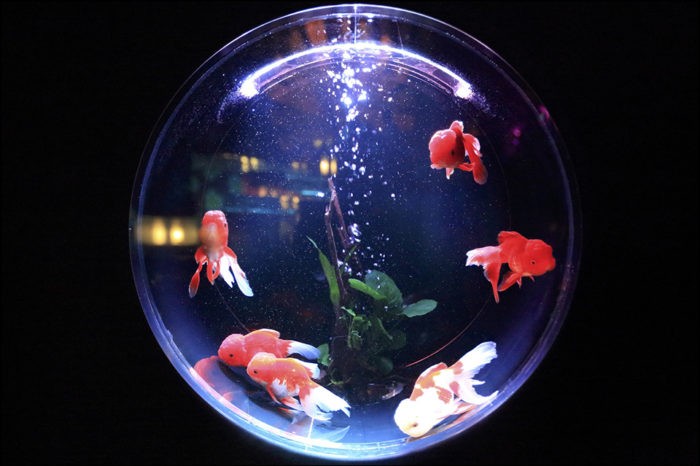 AquaHack - IoT attack through an aquarium
